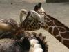 k-Zoo 009.jpg
